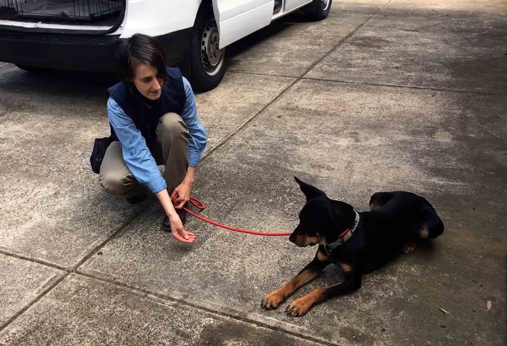 Handler building trust with treats from a distance