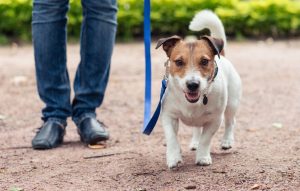 Jack Russell Terrier on lead beside handler