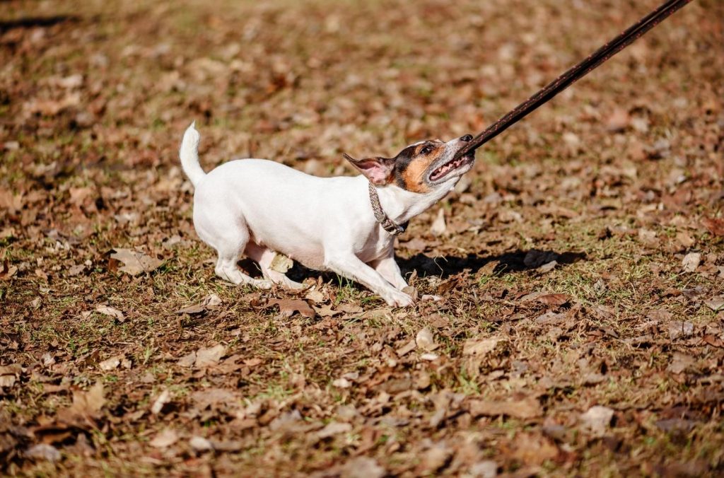 Jack Russell Terrier pulling backwards on lead