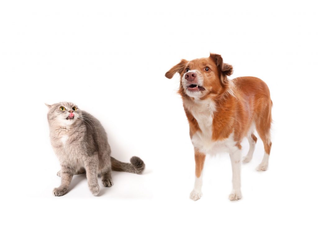Picture of a dog and cat showing signs of fear/high arousal