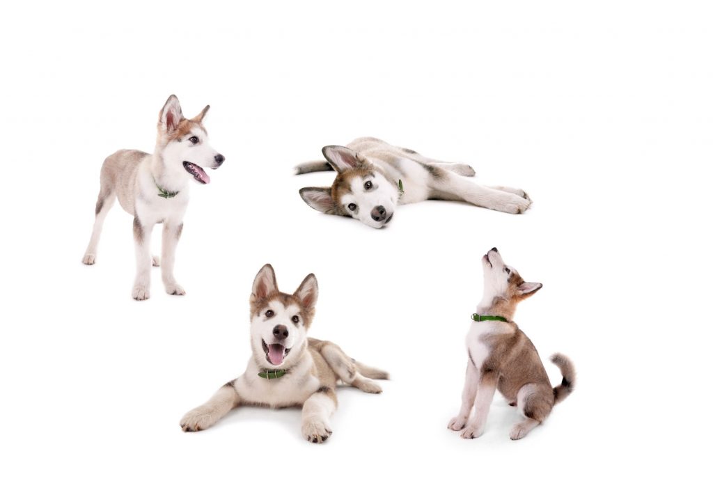 5 dogs showing different body language from relaxed to stressed and fearful to hyperarousal and aggression